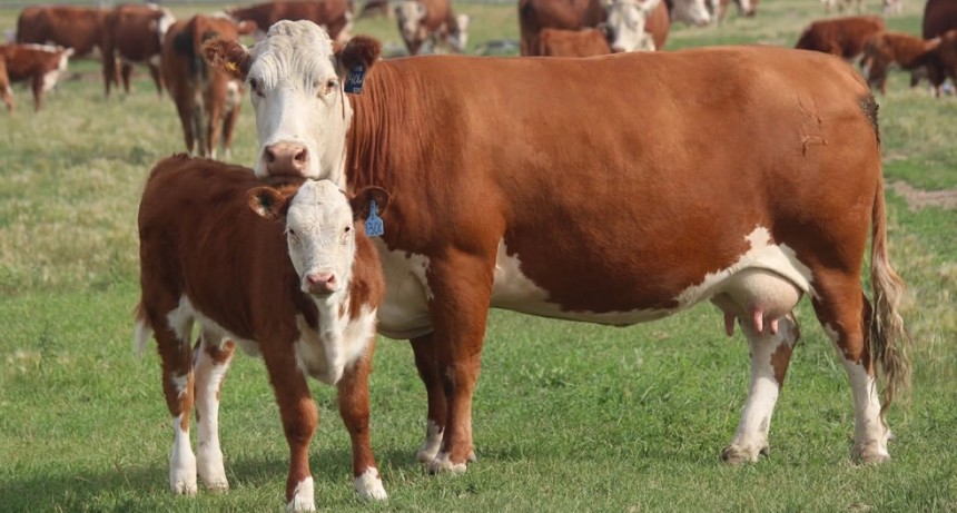 Se recupera el precio de los terneros y las vacas