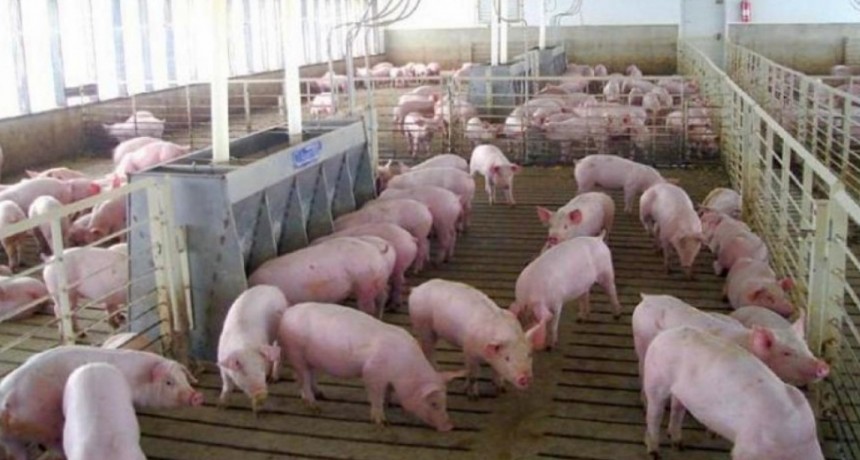 La faena de porcinos fue r&eacute;cord en la primera mitad del a&ntilde;o