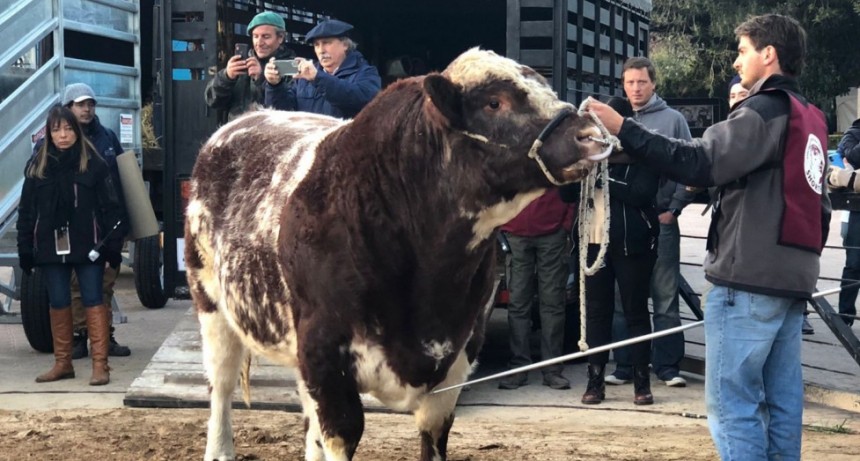 SENASA realiza controles a los animales que ingresan a la Exposici&oacute;n Rural en Palermo