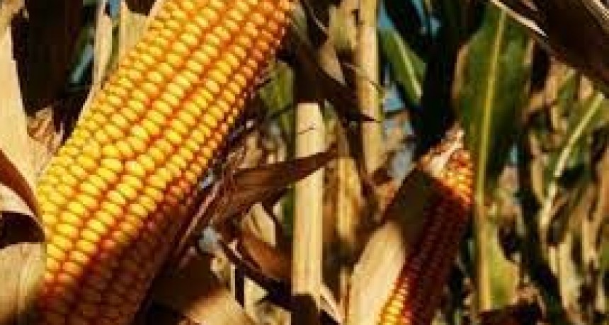 D&oacute;lar agro: incorporan al ma&iacute;z y al cebada cervecera al tipo de cambio diferencial