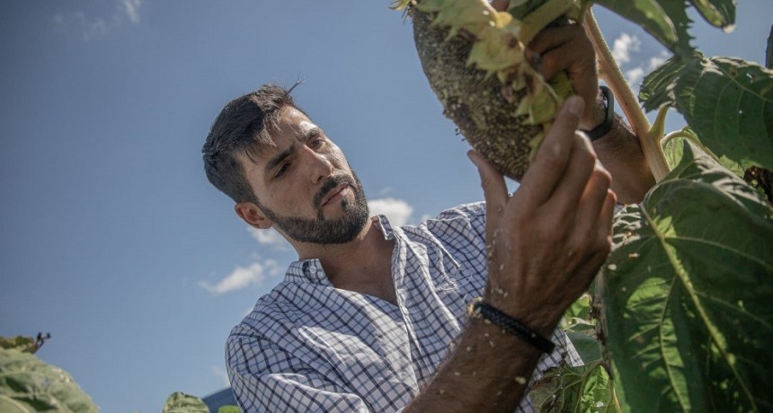 NK l&iacute;der del mercado y dos h&iacute;bridos de girasol que elevan los techos de rendimiento