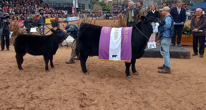 Palermo 2023: Como reservada fue elegida una vaca joven del box 613, presentada por Alejandro Spinella