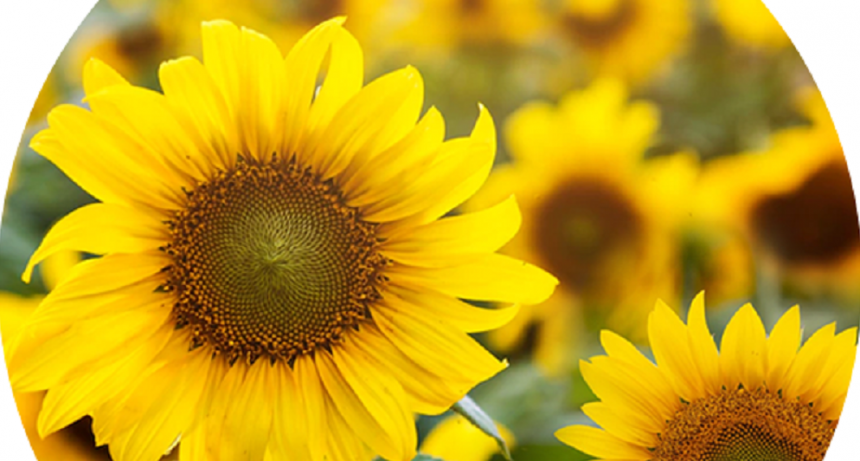 Advanta presenta nuevos h&iacute;bridos para la siembra de girasol
