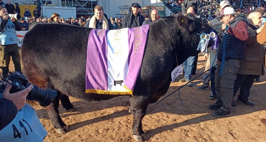 Palermo 2023: el Reservado Gran Campe&oacute;n Macho Aberdeen Angus fue el Box 357 de Caba&ntilde;a Tres Mar&iacute;as de Guti&eacute;rrez