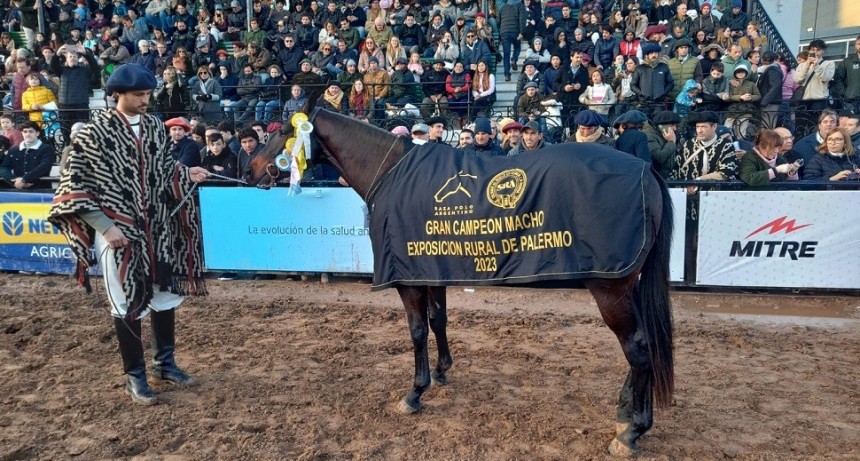 Palermo 2023: el Gran Campe&oacute;n Macho Raza Polo Argentino se lo llev&oacute; Adolfo Cambiaso