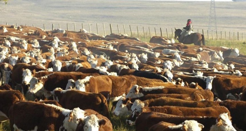 Especialistas dicen que incluir el ma&iacute;z en el d&oacute;lar agro no har&aacute; subir la carne