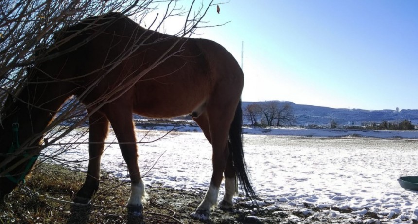 Pautas y recomendaciones para el bienestar animal durante el invierno