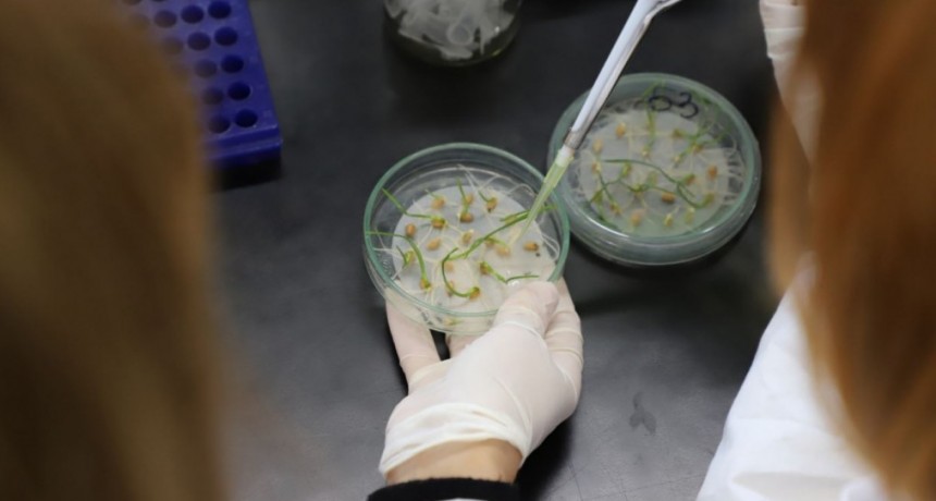 Investigadores del INTA buscan aumentar el tama&ntilde;o del grano de trigo