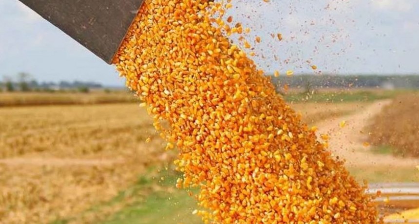 Importante progreso de la cosecha de ma&iacute;z