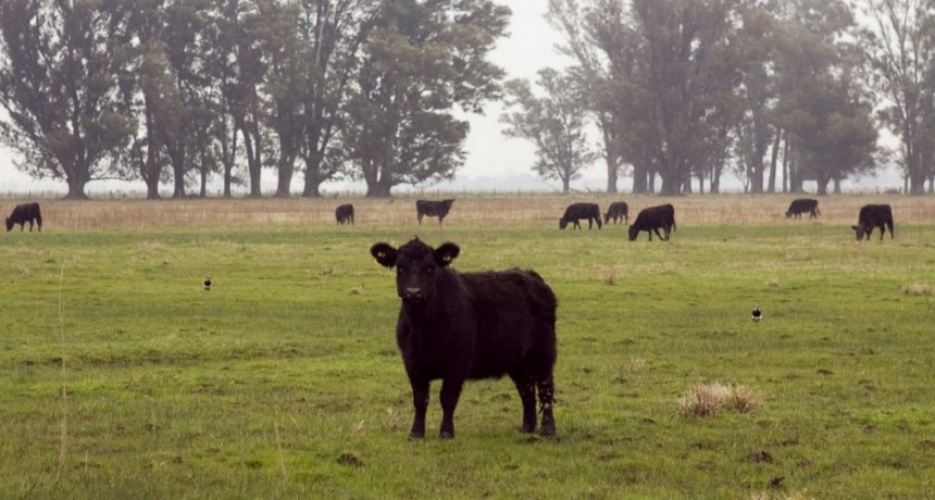 La aplicaci&oacute;n de pautas de bienestar animal es un atributo para la ganader&iacute;a