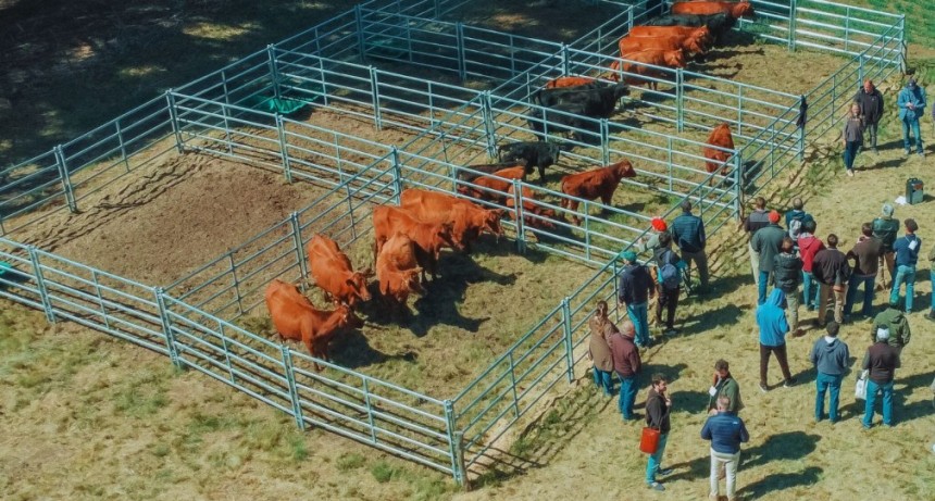 Simuladores digitales ganaderos para escuelas t&eacute;cnicas agrarias