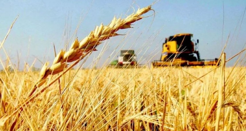 Las exportaciones de trigo est&aacute;n resentidas y a&uacute;n quedan $459 millones de d&oacute;lares por liquidar