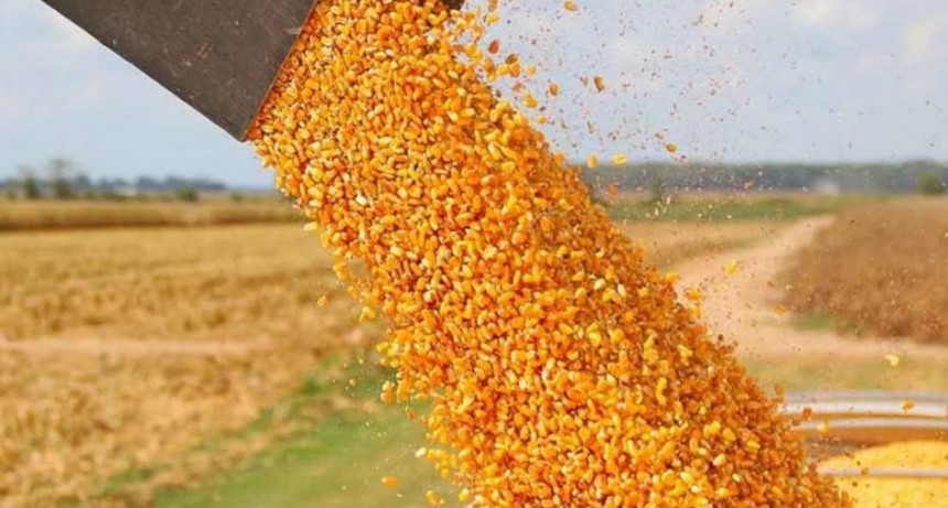 La Bolsa de Cereales de C&oacute;rdoba proyecta un nuevo r&eacute;cord en la cosecha de ma&iacute;z