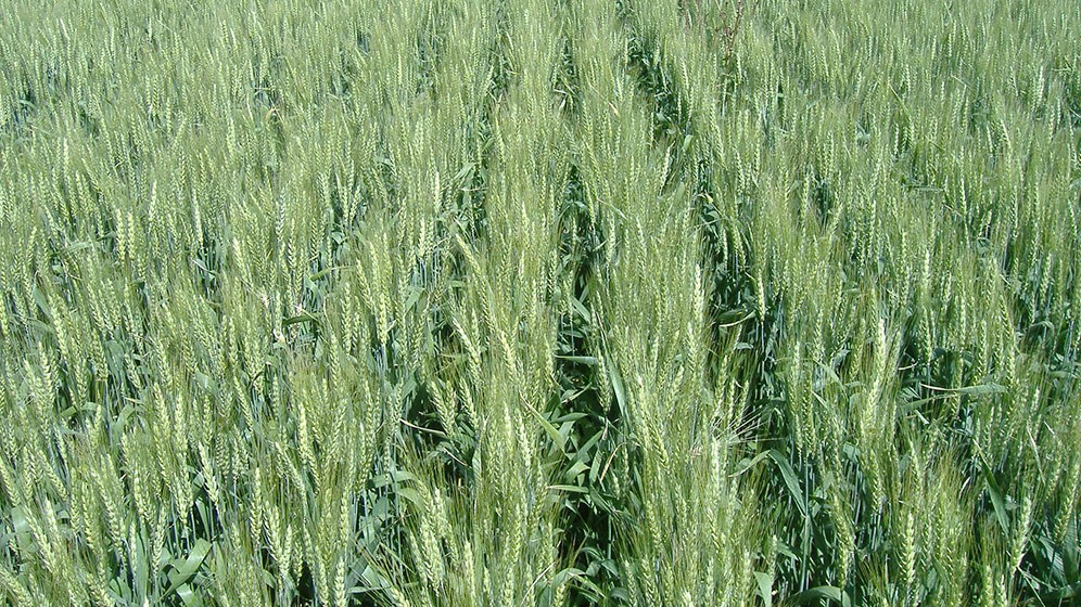 Se sembró el 90% del área triguera en la zona núcleo