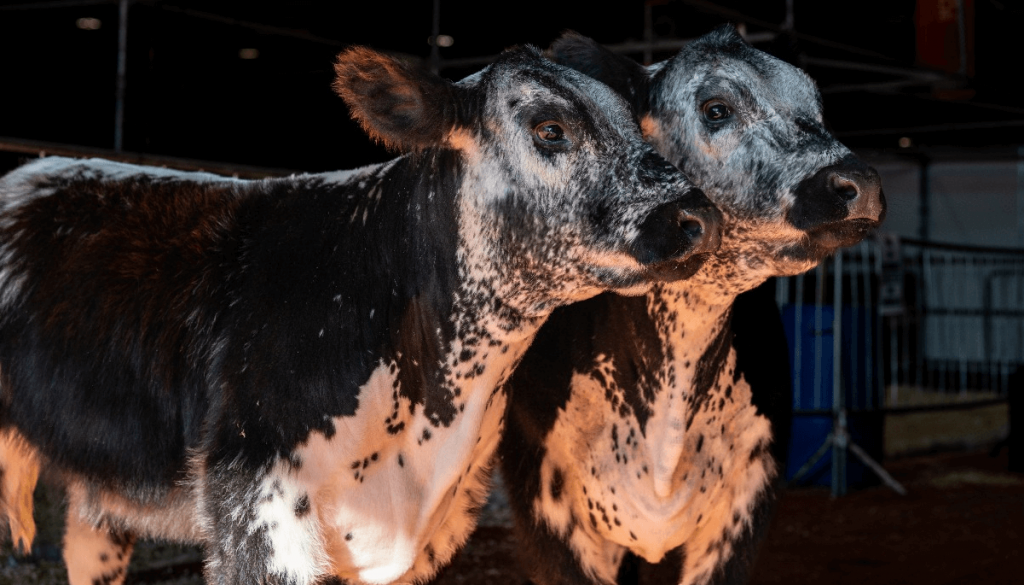 Speckle Park la raza bovina que llegó desde Canadá y debutó en La Rural