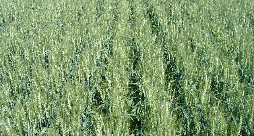 Se sembr&oacute; el 90% del &aacute;rea triguera en la zona n&uacute;cleo