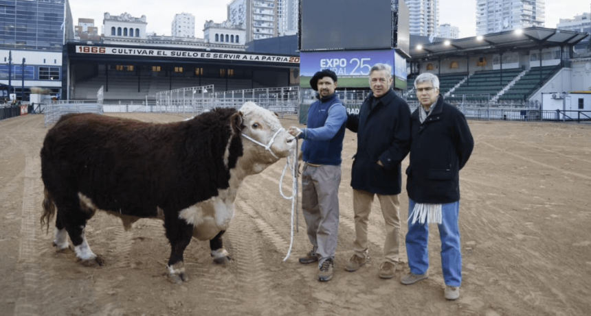 &ldquo;Escoc&eacute;s&rdquo;, el toro que abri&oacute; las tranqueras de La Rural 2025