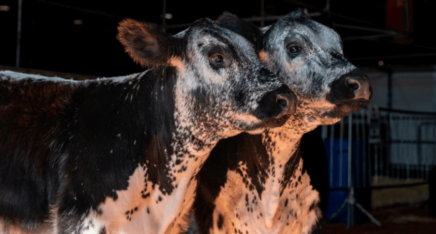 Speckle Park la raza bovina que lleg&oacute; desde Canad&aacute; y debut&oacute; en La Rural
