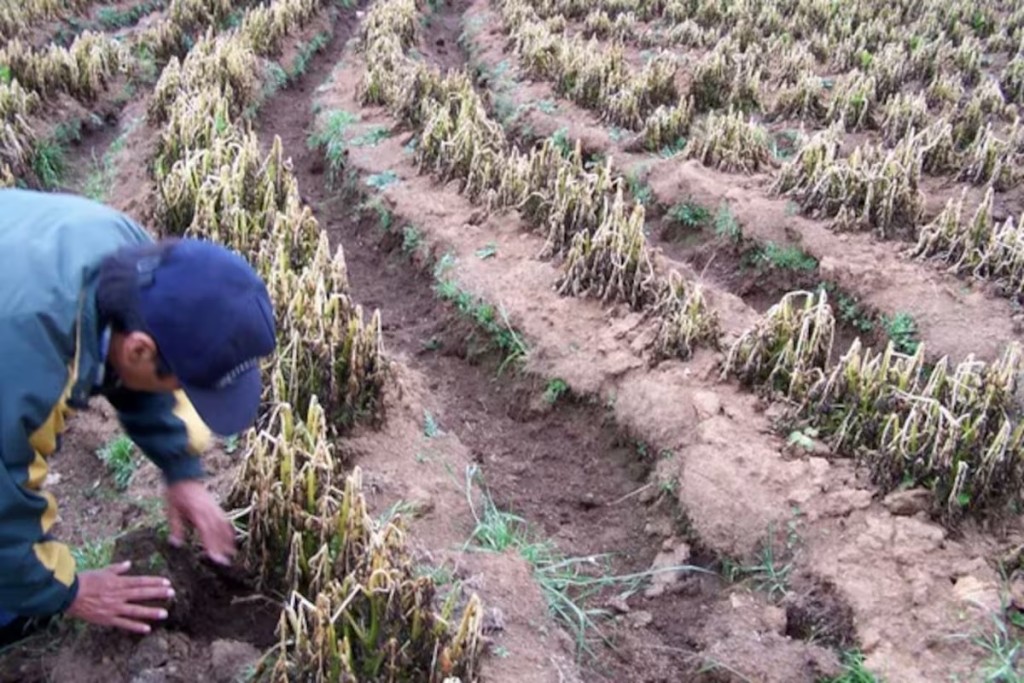 Diez heladas consecutivas golpean la producci&oacute;n hort&iacute;cola de Santa Fe