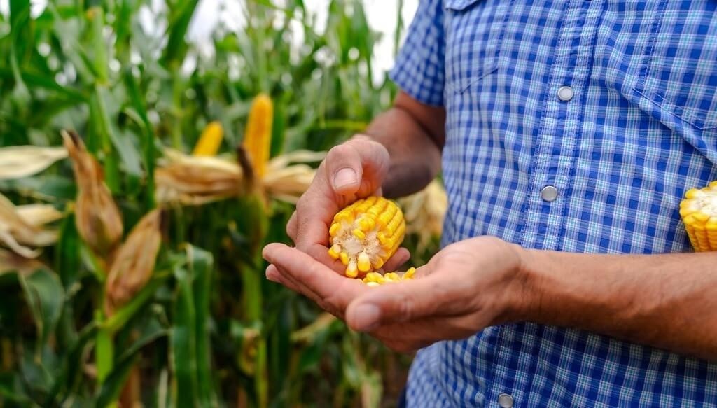 Ma&iacute;z 2026/27: el manejo agron&oacute;mico ser&aacute; la clave para capturar el m&aacute;ximo potencial