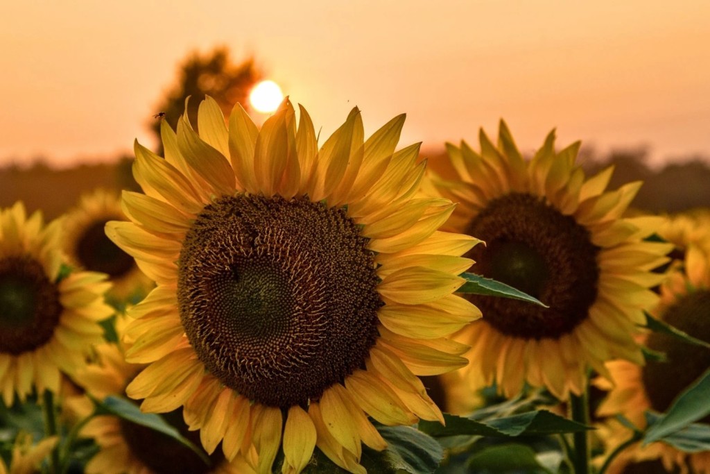 R&eacute;cord para el girasol: proyectan 3 millones de hect&aacute;reas