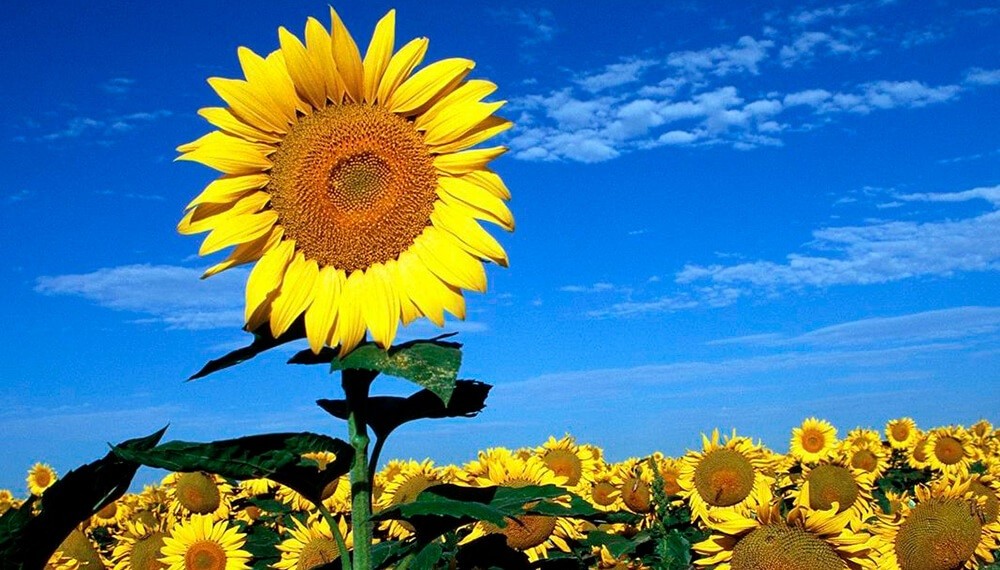 Comenz&oacute; la siembra de girasol 2026/27: el avance nacional lleg&oacute; al 4,4%