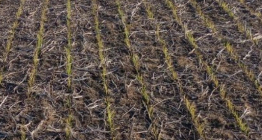 La siembra de trigo alcanza el 79% en Entre R&iacute;os, mientras el exceso de humedad retrasa el lino