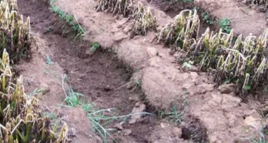 Diez heladas consecutivas golpean la producci&oacute;n hort&iacute;cola de Santa Fe