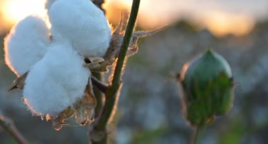 Semilla de algod&oacute;n: el alimento que puede mejorar la producci&oacute;n de leche y carne