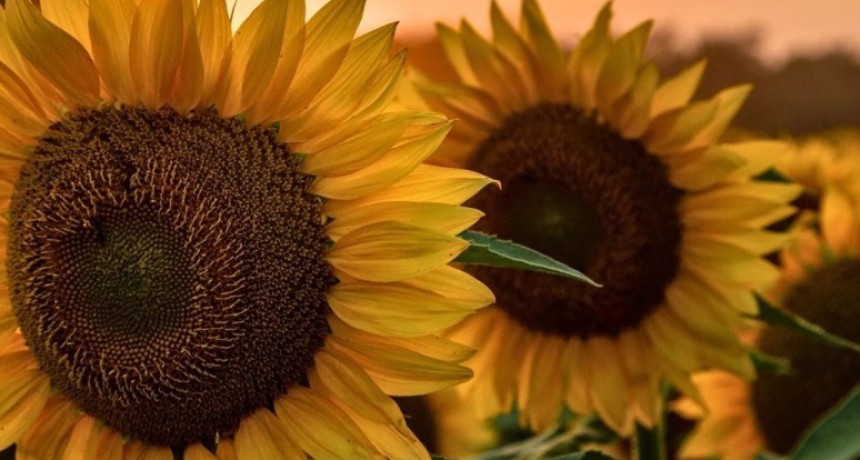 R&eacute;cord para el girasol: proyectan 3 millones de hect&aacute;reas