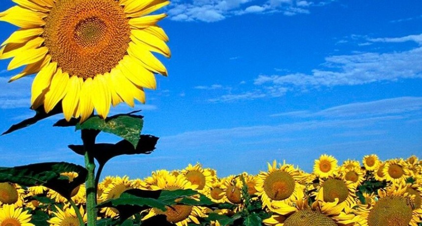Comenz&oacute; la siembra de girasol 2026/27: el avance nacional lleg&oacute; al 4,4%