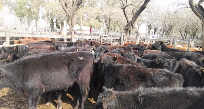 Precio Indicativo del novillo para arrendamiento