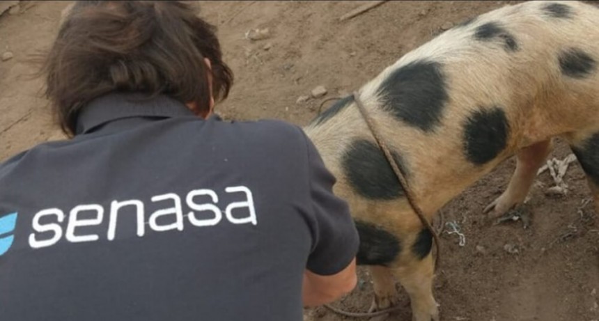 C&oacute;rdoba: m&aacute;s de 130 cerdos ser&aacute;n enviados a faena en prevenci&oacute;n de la triquinosis