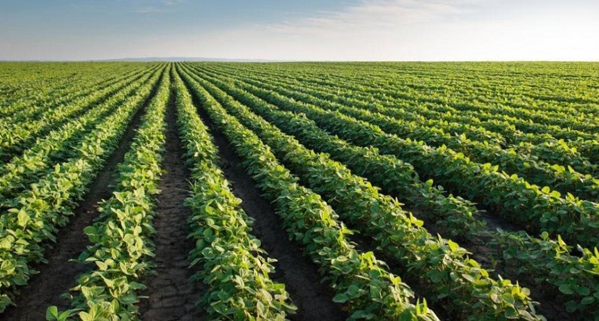 El &aacute;rea sembrada con soja crecer&aacute; 700.000 hect&aacute;reas