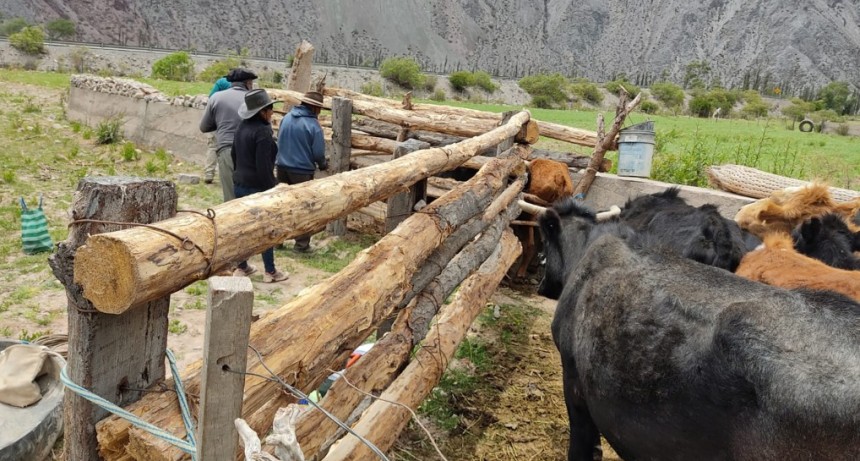 Avances en la asistencia sanitaria para el control de brucelosis bovina en rodeos familiares