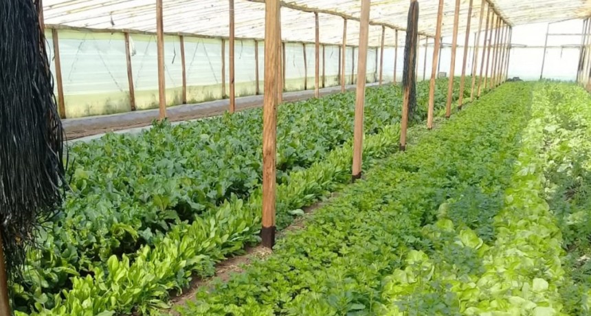 Desarrollo Agropecuario: realizan trabajo en quintas hort&iacute;colas locales