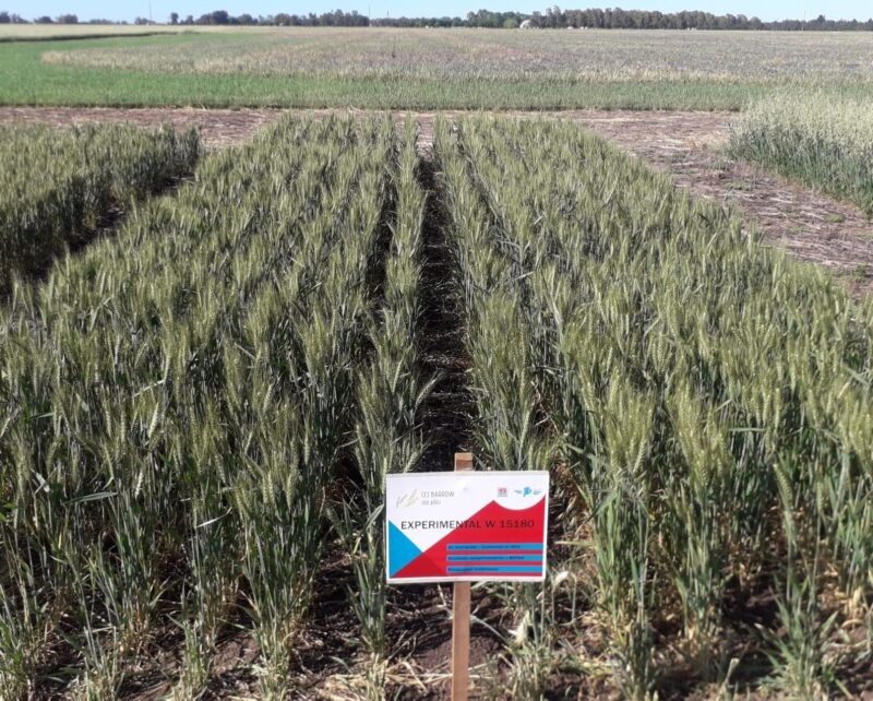 Inscriben una nueva variedad de trigo pan creada en una chacra experimental bonaerense