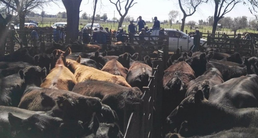 Con ganader&iacute;a regenerativa, los suelos fijan carbono y aumenta la productividad