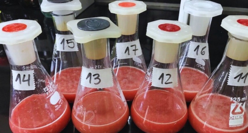 Elaboran aditivos antioxidantes, a partir de un subproducto bovino