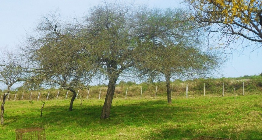 Pautas para planificar la oferta forrajera en campo natural