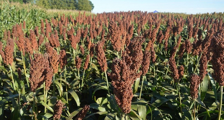 Con bajos rindes, la cosecha de sorgo entr&oacute; en su tramo final