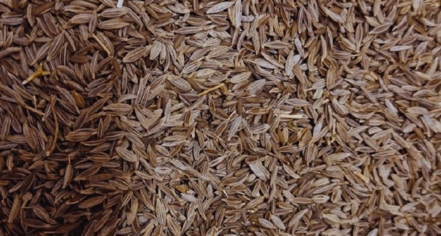 Eval&uacute;an un tratamiento para proteger semillas de arom&aacute;ticas y hort&iacute;colas