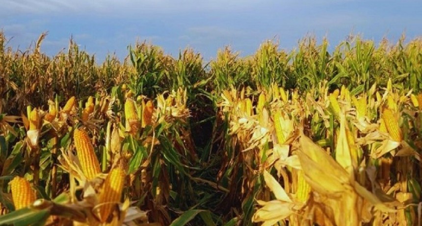 El ma&iacute;z tard&iacute;o se afianza en el sur bonaerense