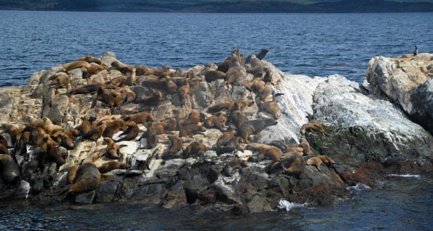 Influenza aviar: se confirm&oacute; un caso positivo en mam&iacute;feros silvestres en Tierra del Fuego