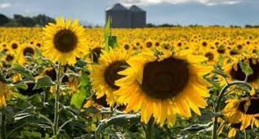 El girasol dio inicio a la siembra de granos gruesos de la campa&ntilde;a 2023-24