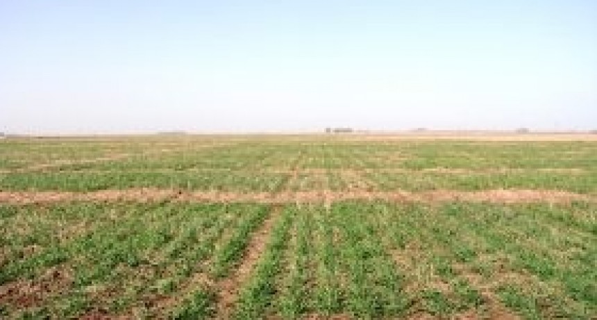 &lsquo;Sintomas de estr&eacute;s h&iacute;drico&rsquo; en la cebada en varias zonas