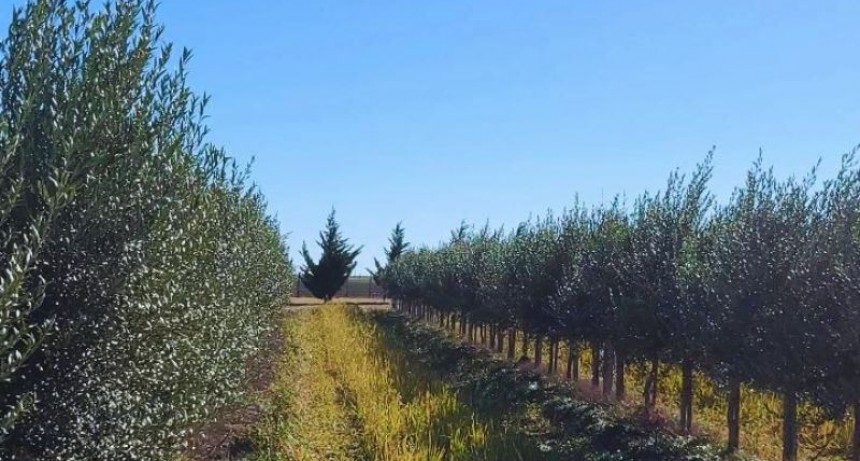 Buenos Aires se fortalece como productor de aceite de oliva de alta calidad