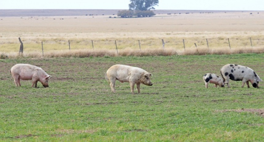 Agricultura amplio el beneficio del Programa de Fortalecimiento Productivo Argentino para productores porcinos recientemente reestablecido