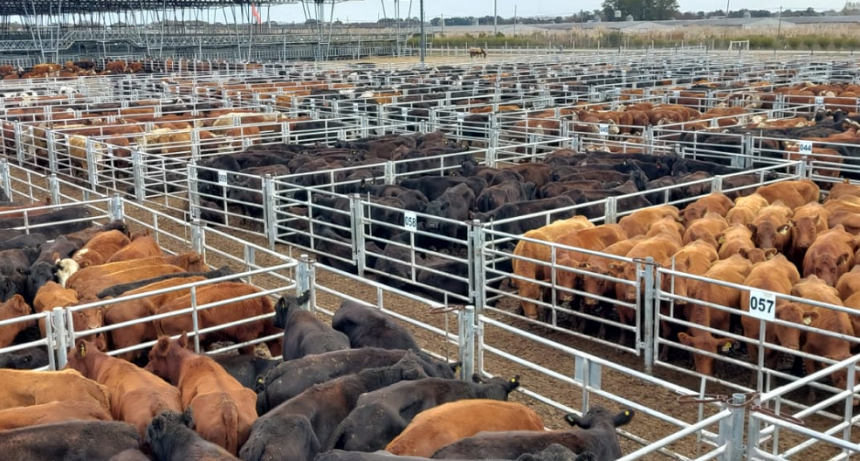 El Gobierno se reuni&oacute; con casas consignatarias del Mercado de Ca&ntilde;uelas por el precio de la carne