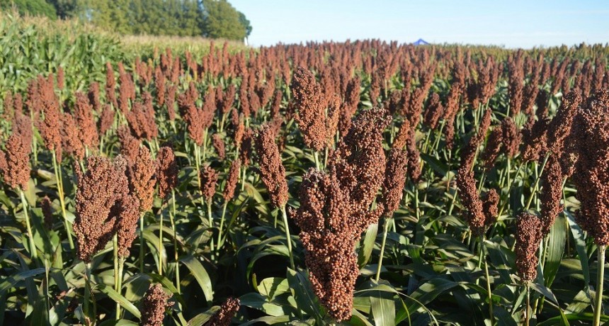 Se acerca al final la cosecha de sorgo que perdi&oacute; un mill&oacute;n de toneladas